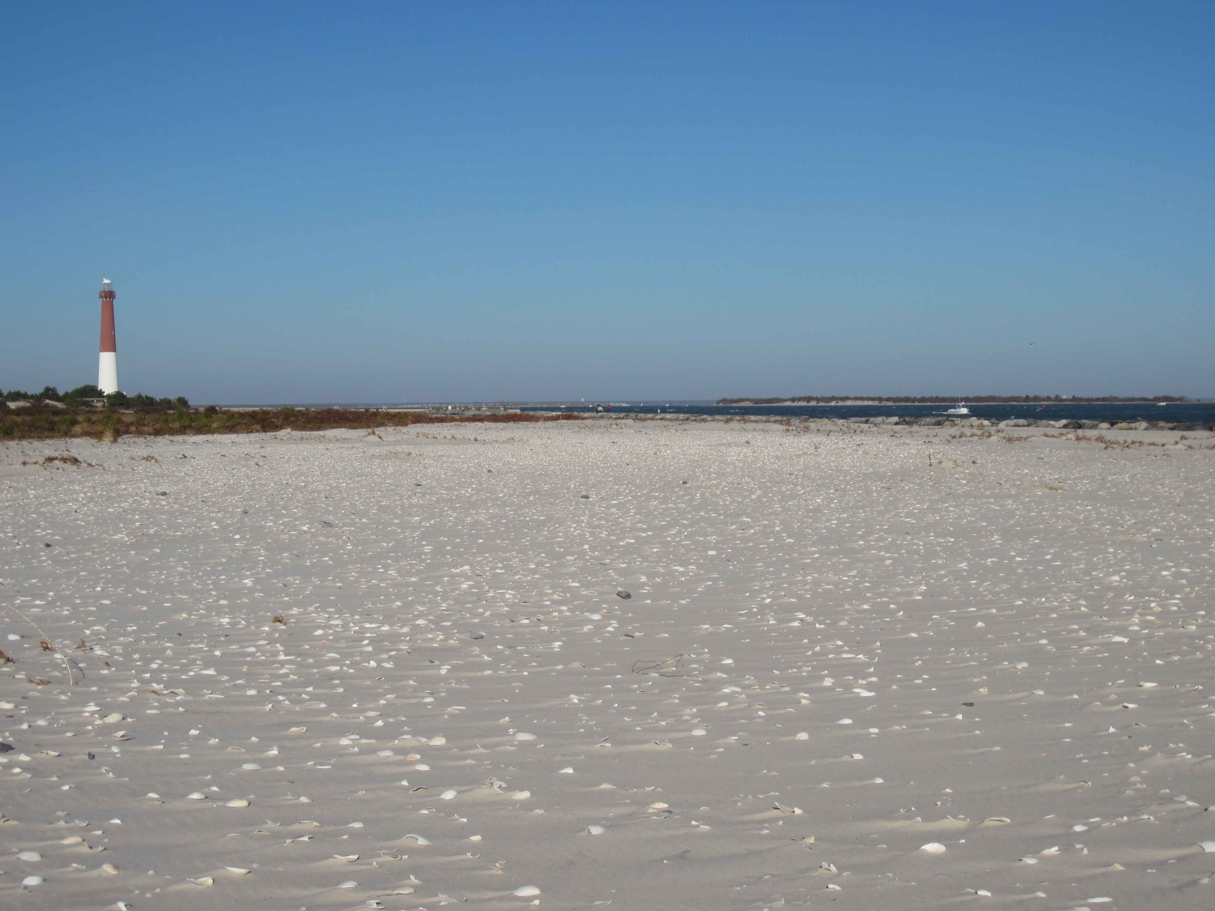 Barnegat Light State Park post-Sandy, after dunes were overtopped and habitat created © Brooke Maslo